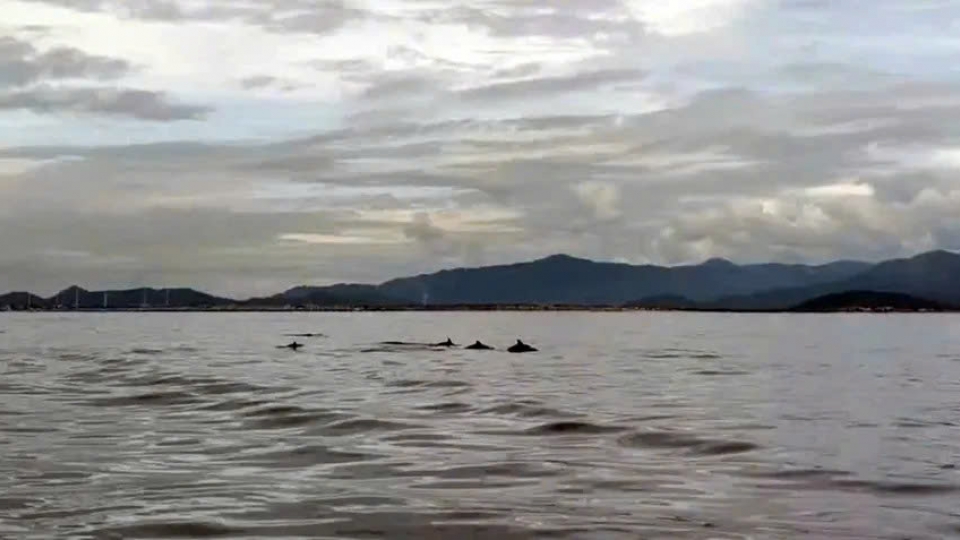 20 dolphins spotted playing at Hon Cau Marine Protected Area